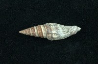 藏品(山蝸牛)的圖片